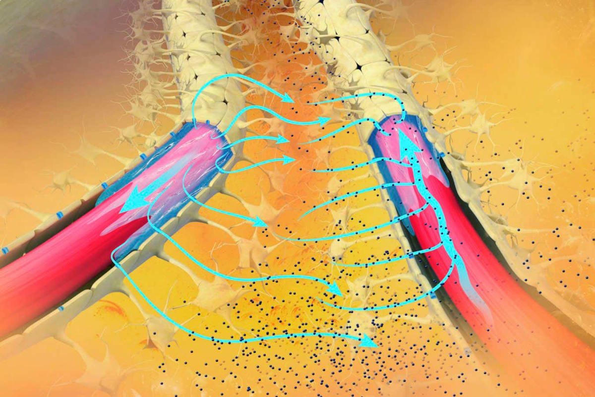 Illustration of the brain's glymphatic system showing channels clearing waste and proteins