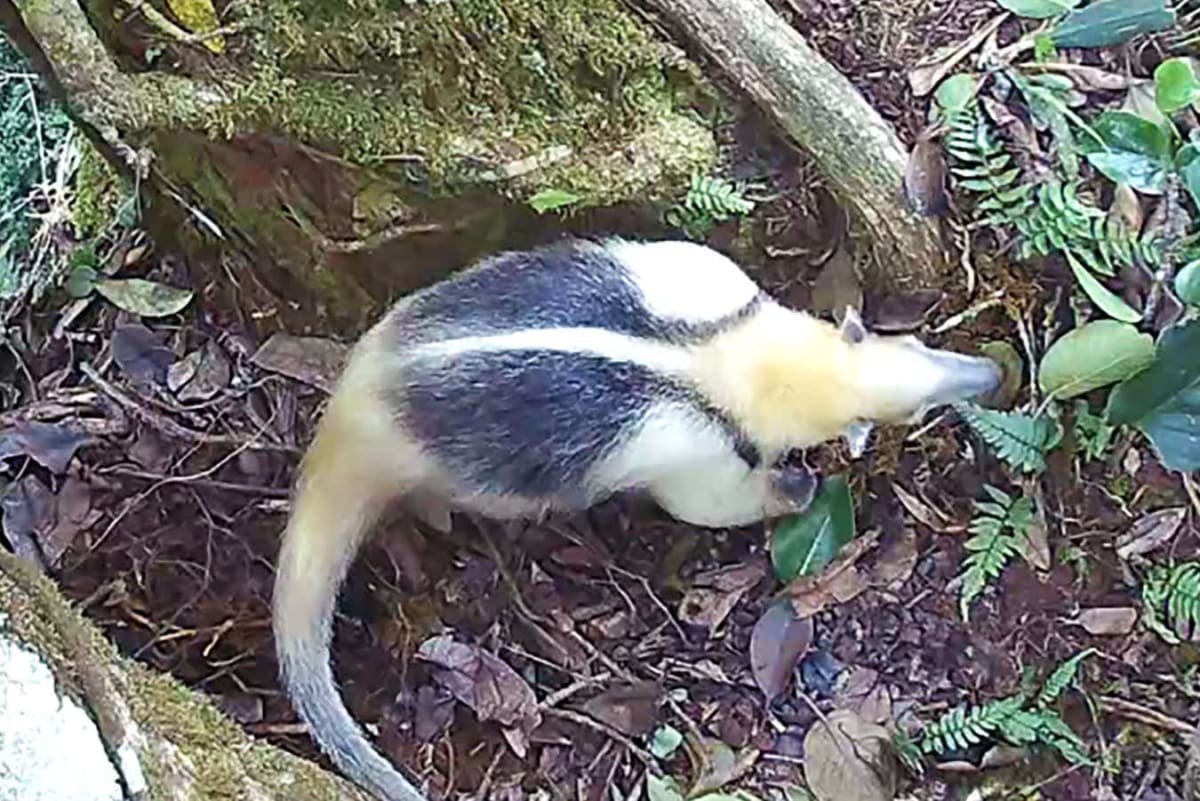 Ancient Ape Found in Egypt May Be Our Earliest Ancestor - Image 5