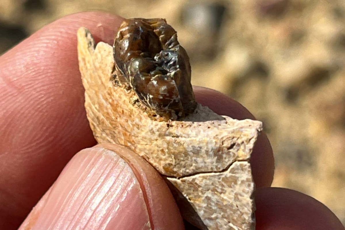 Ancient Ape Found in Egypt May Be Our Earliest Ancestor - Image 3