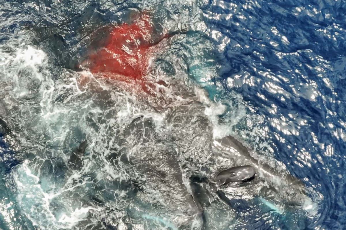 Sperm Whales Caught on Camera Helping Birth for First Time - Image 3