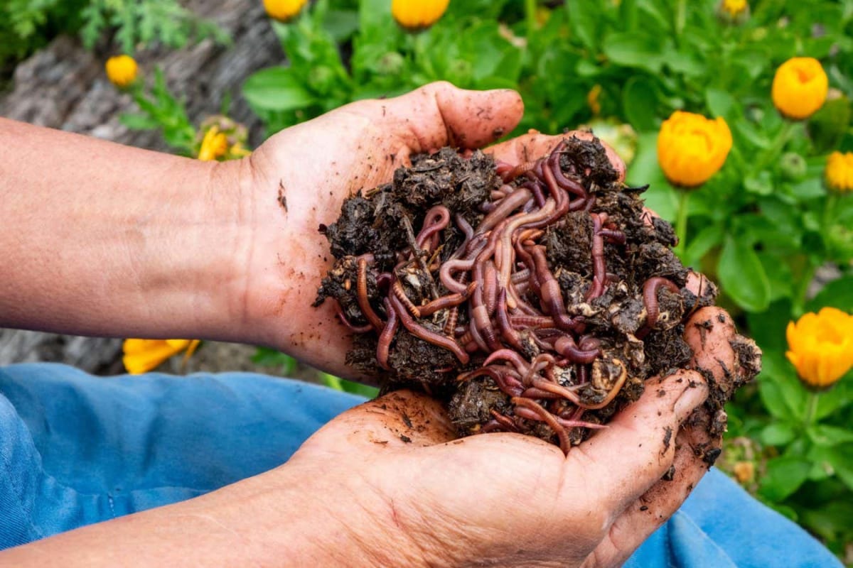 Close-up of red compost worms working through dark, nutrient-rich soil and decomposing organic matter