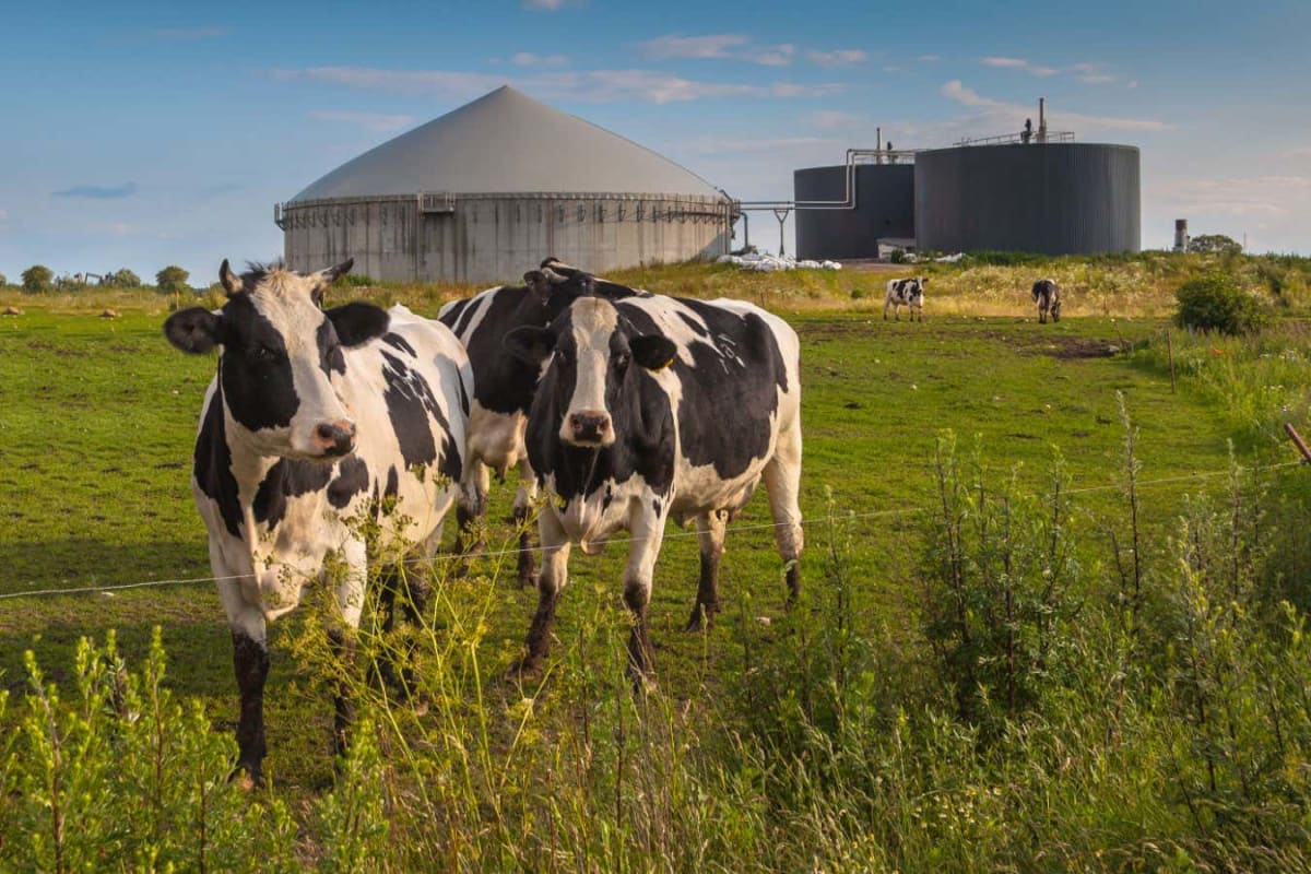 California Digesters Cut Dairy Farm Methane by Two-Thirds