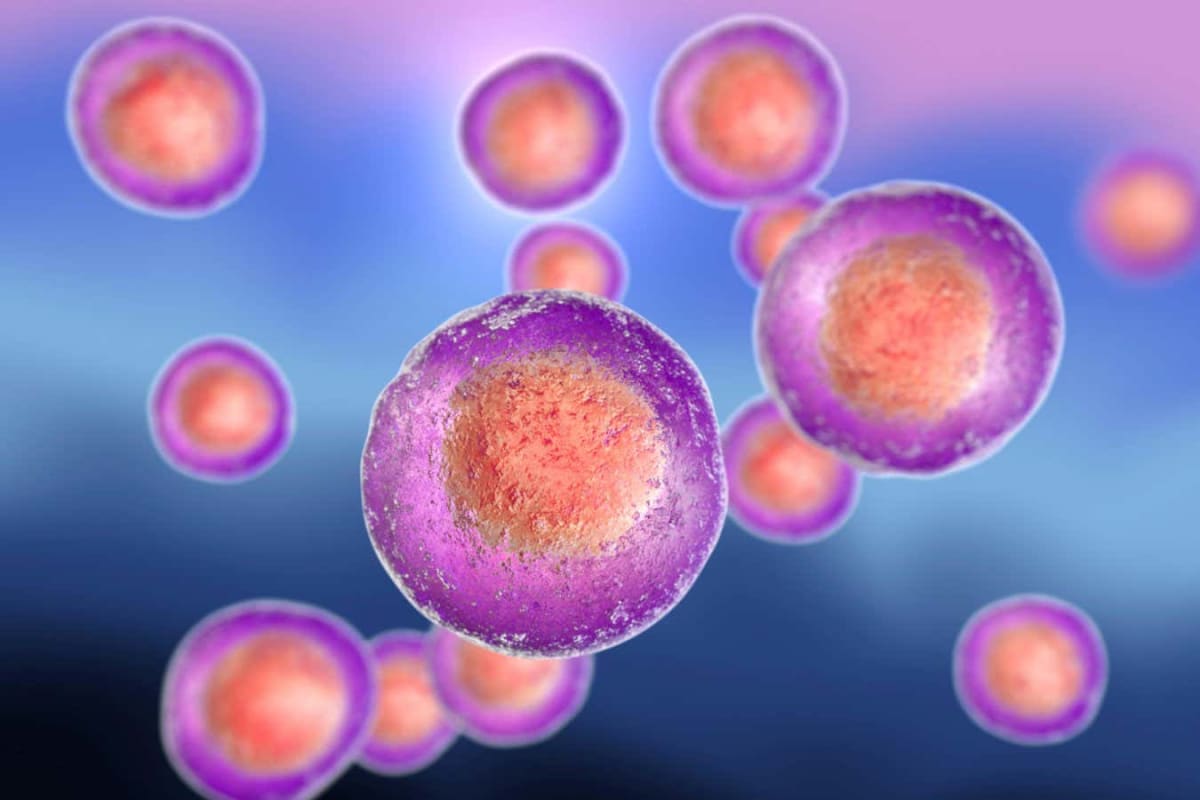 Scientists Reboot Old Muscle Cells to Restore Youth in Mice - Image 2