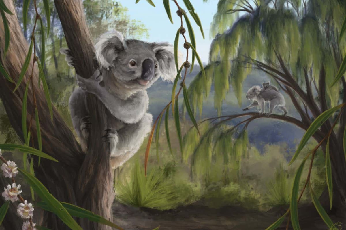 Artist's rendering of extinct Western Australian koala species in ancient forest habitat