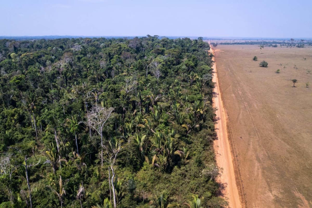Forest Carbon Credits Work But Oversell Impact by 90% - Image 3