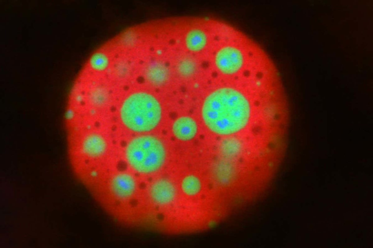 Tiny Cell Droplets May Hold the Secret to Life's Origins - Image 4