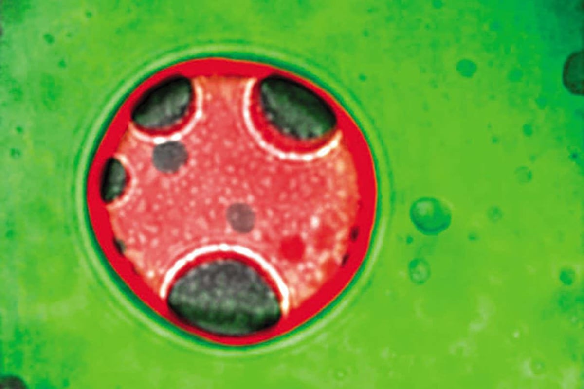 Tiny Cell Droplets May Hold the Secret to Life's Origins - Image 2