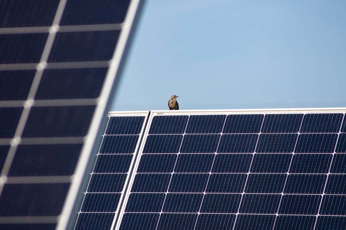 Solar Farm on Restored Peatland Boosts Bird Life 54%