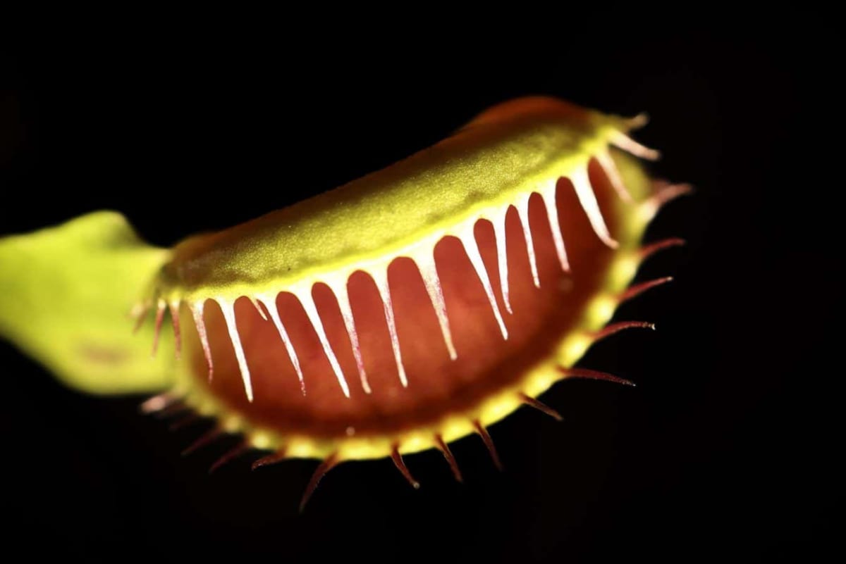 Scientists Crack 200-Year Mystery of Venus Flytrap Speed