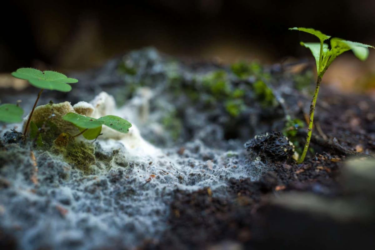 Scientists Map Earth's Hidden Fungal Networks for First Time