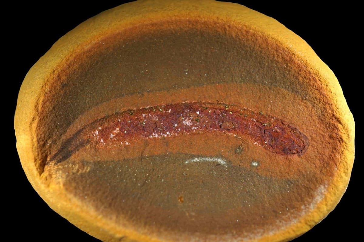 300-Million-Year-Old Fossils Rewrite Life on Land Story