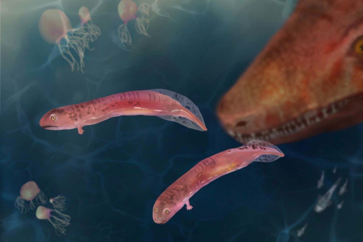 300-Million-Year-Old Fossils Rewrite Life on Land Story - Image 3