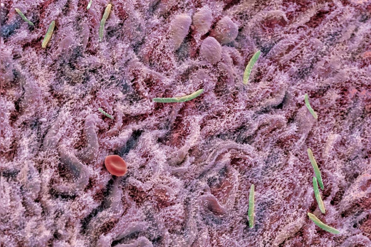 Gut Transplant Makes Old Mouse Brains Act Young Again