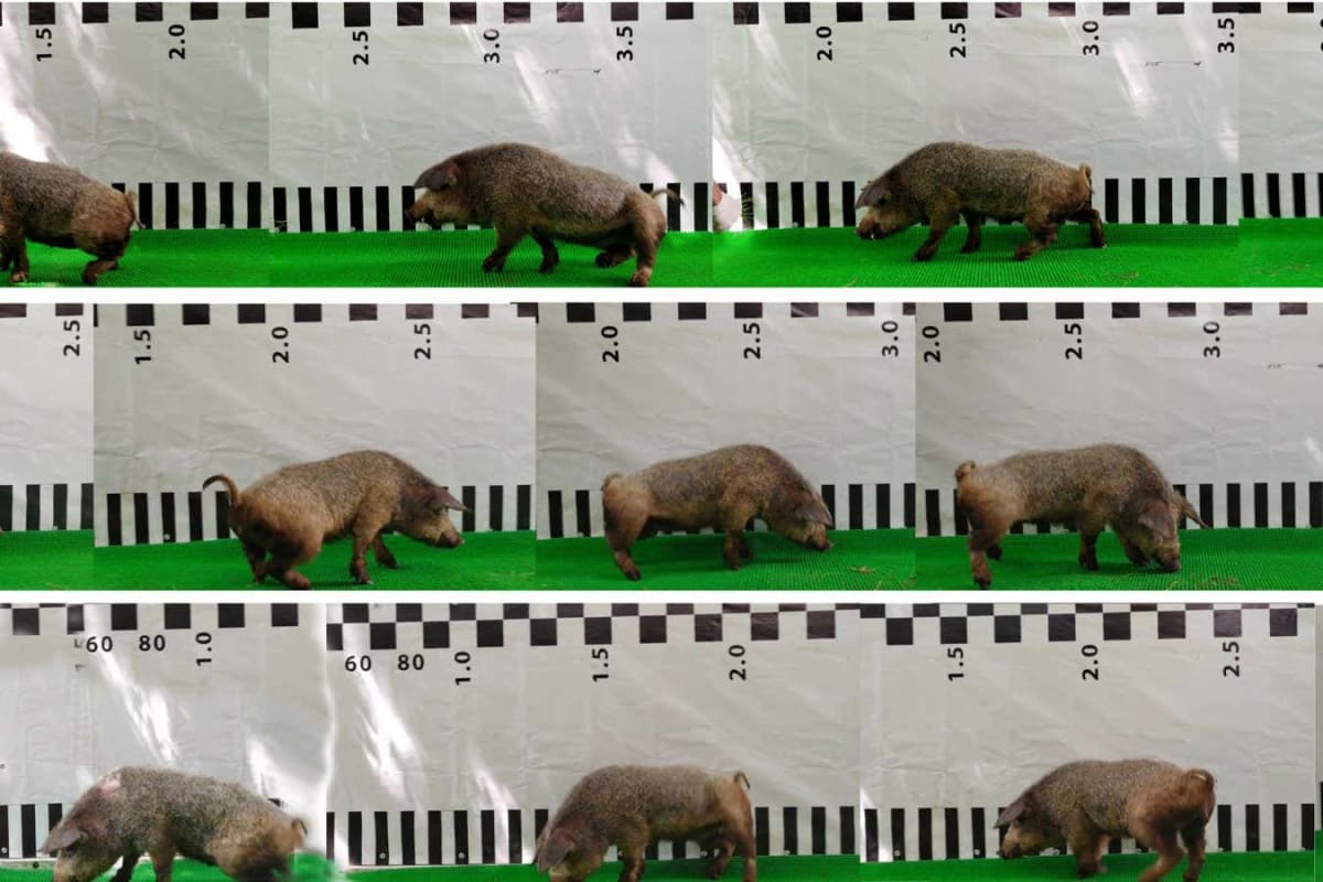 Medical researchers conducting spinal cord treatment research with pig subjects in laboratory setting