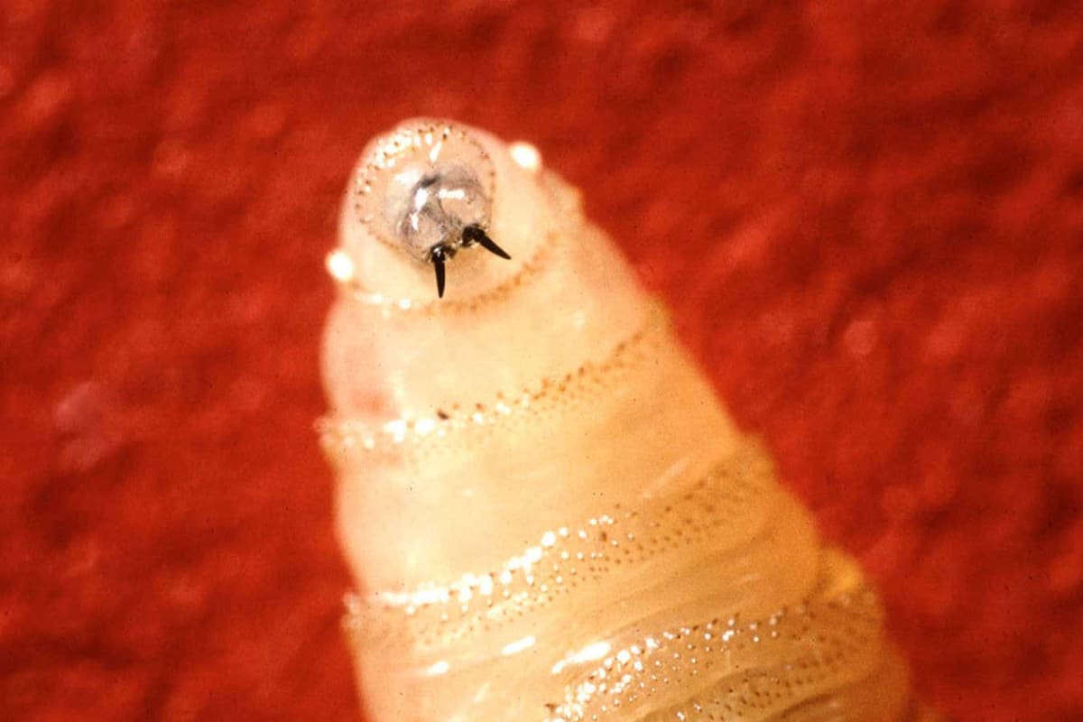 Scientists Target Screwworm for First Gene Drive Extinction