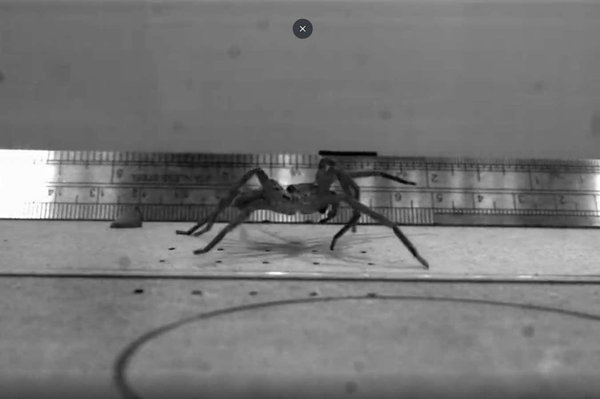 Bumblebees Show Pleasure When They Taste Sugar - Image 5