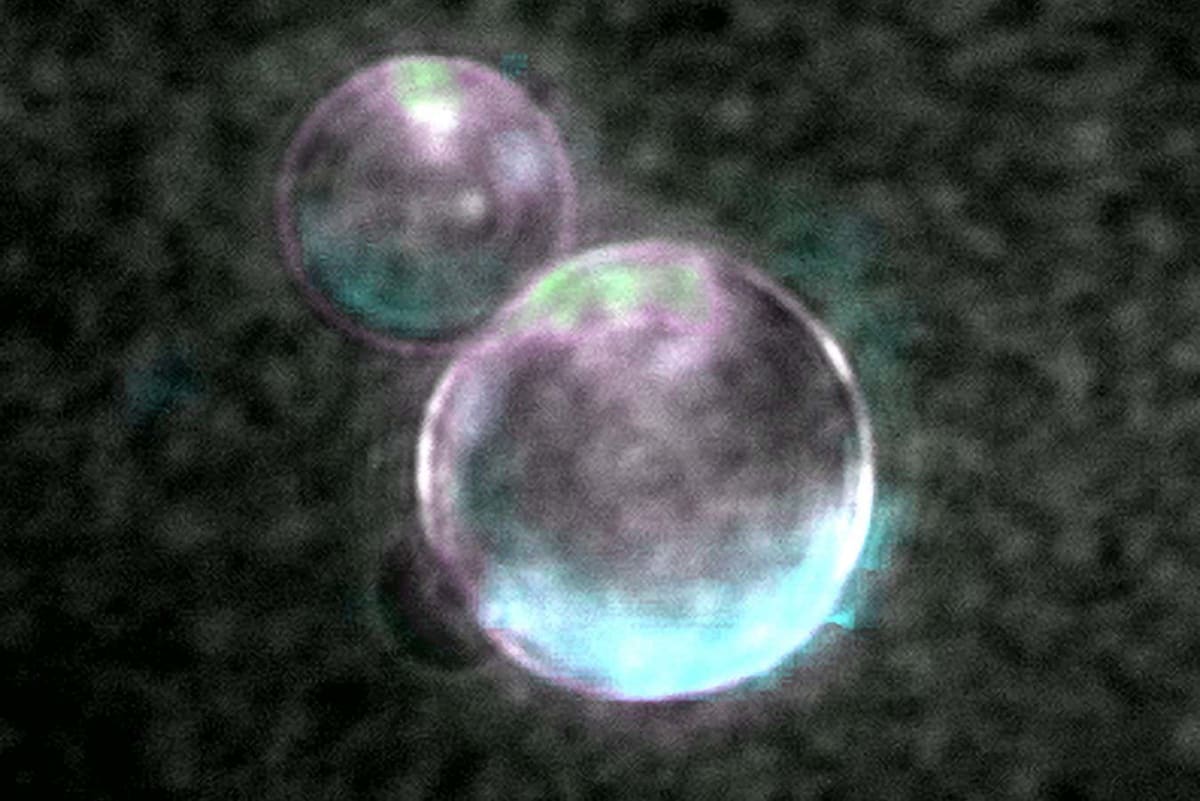 Microscope image of red-stained SpudCell, a synthetic cell that can divide on its own