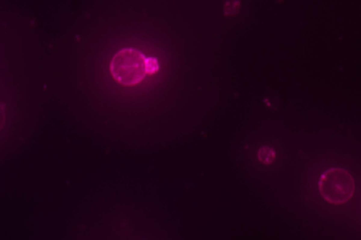 Scientists Build Cell From Scratch That Copies and Divides - Image 3