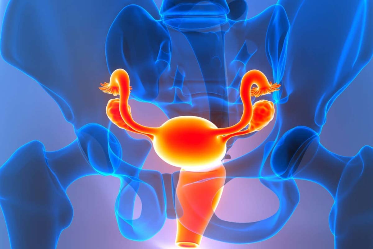 Softer Ovaries Double Fertility in Aging Rats - Image 4
