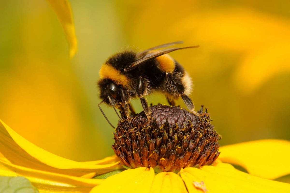 Close-up of buff-tailed bumblebee extending its hairy tongue to taste liquid droplet