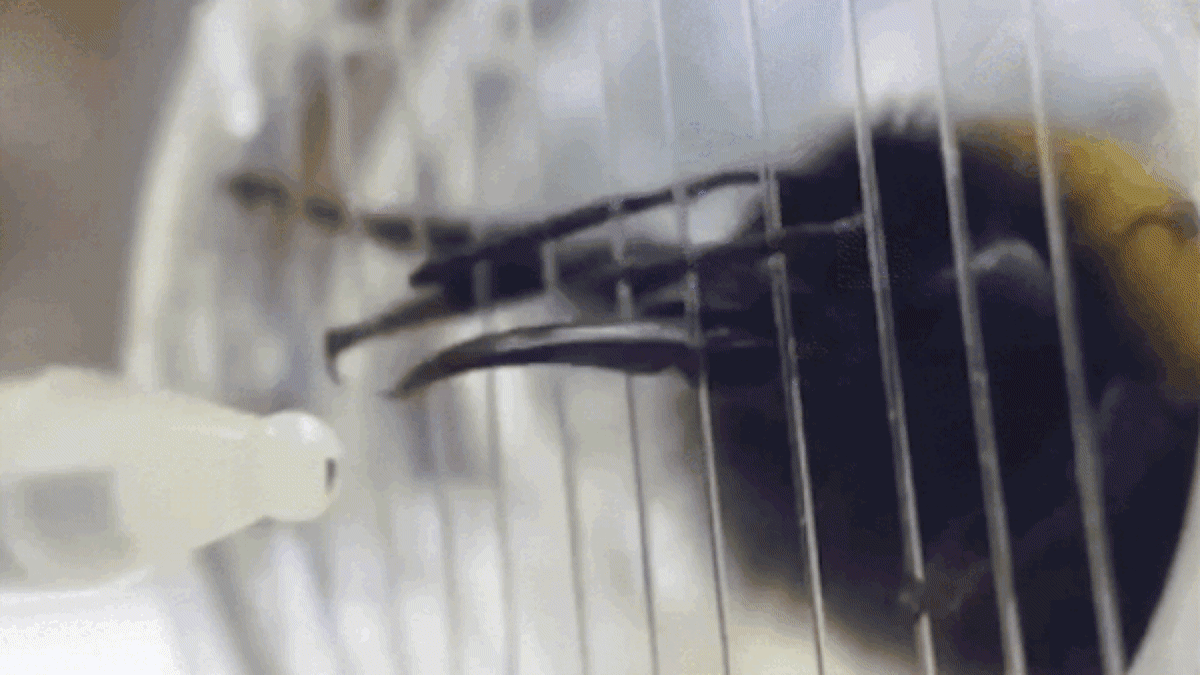 Bumblebees Show Pleasure When They Taste Sugar - Image 3