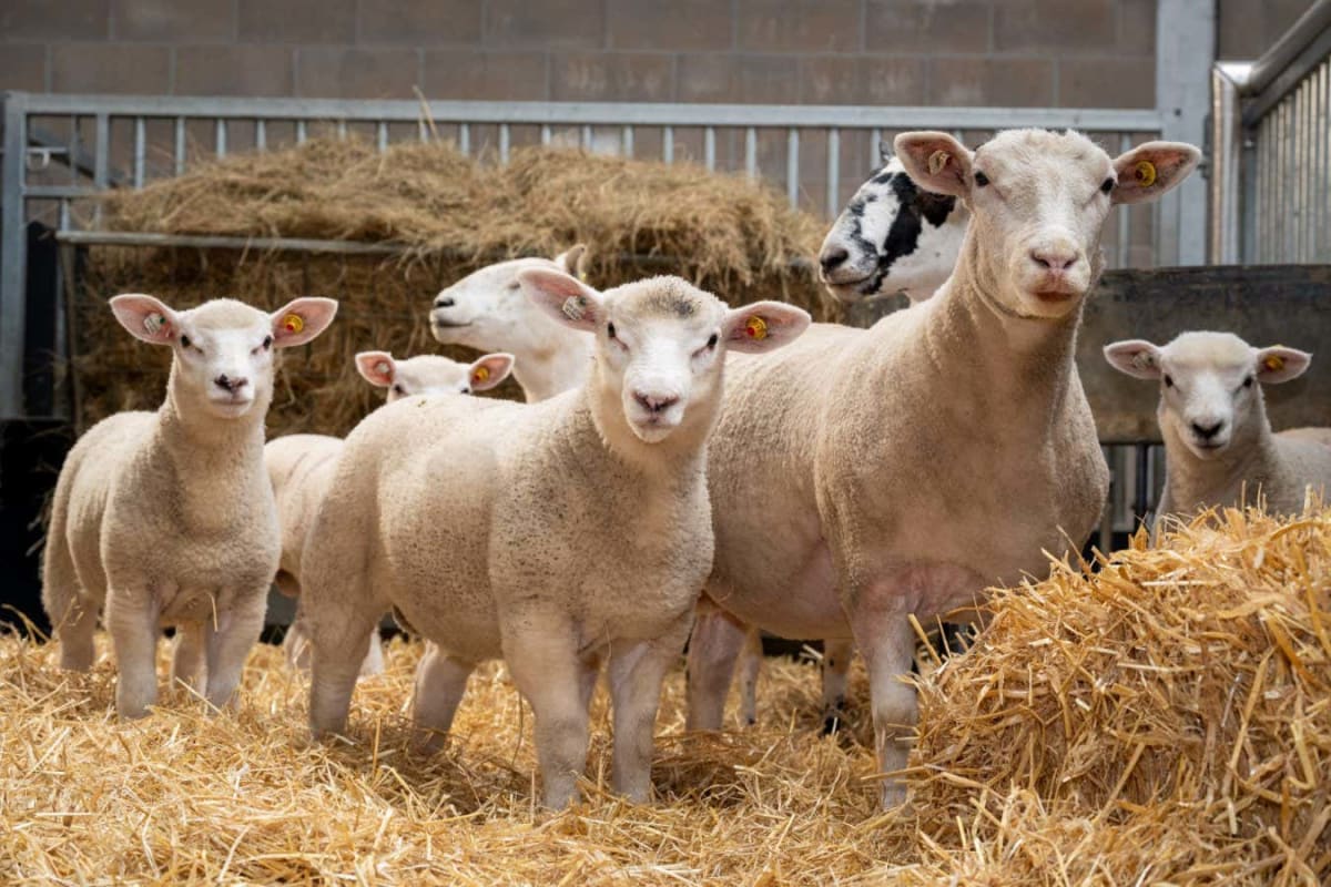 Healthy newborn lamb standing in field, born through experimental IVF fertility breakthrough technique