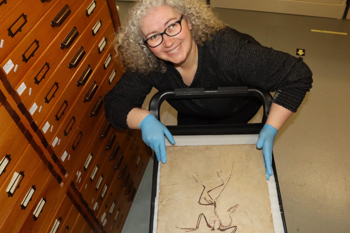 Museum Staffer's Childhood Fossil Love Sparks New Exhibit