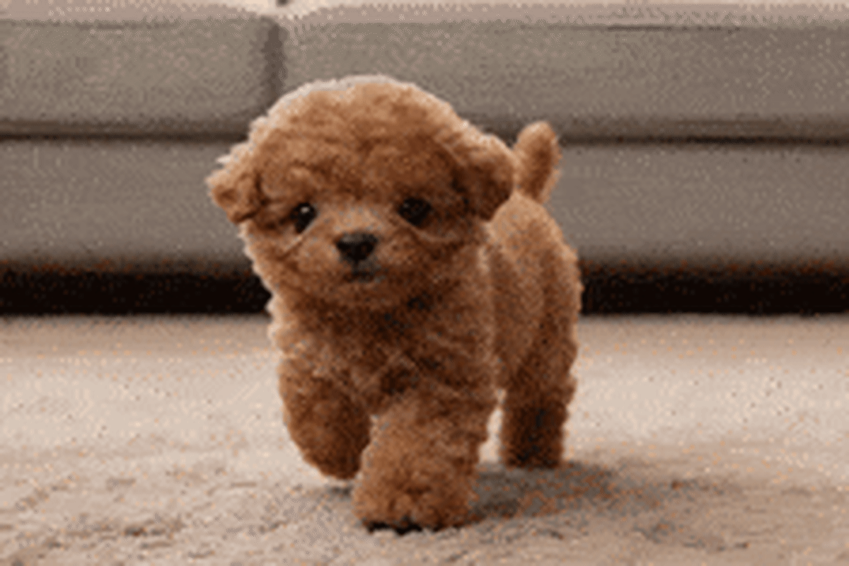 Maryland Bans Stores From Charging More Based on Your Data - Image 3