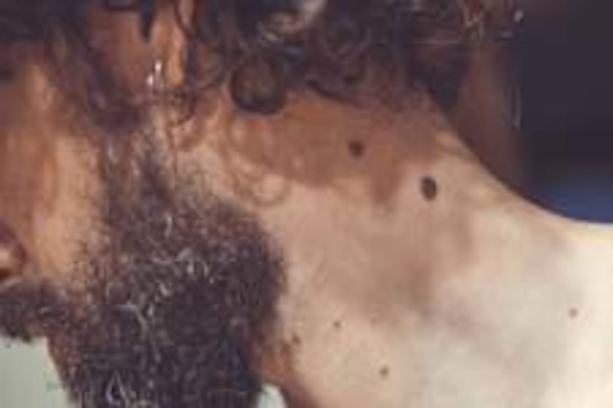 Texas Dads Buy Car for School Crossing Guard in Days - Image 5