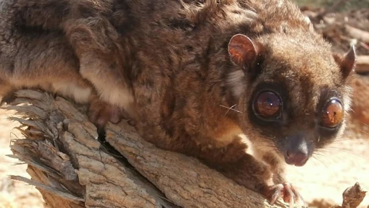Extinct' Gliding Possum Found Alive After 6,000 Years - Image 2