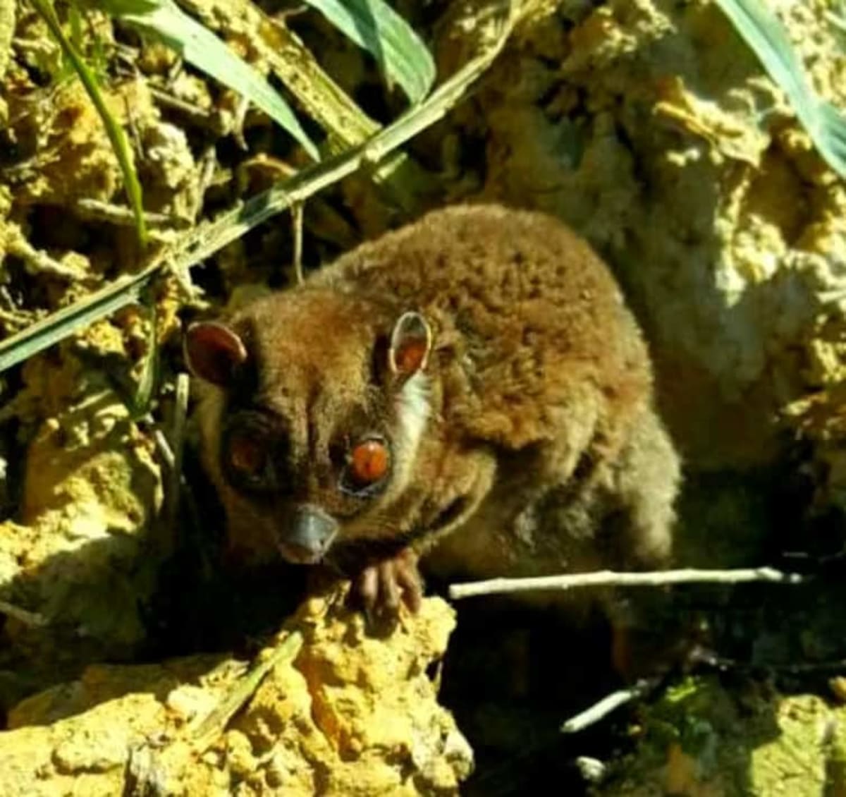 Extinct' Gliding Possum Found Alive After 6,000 Years - Image 3