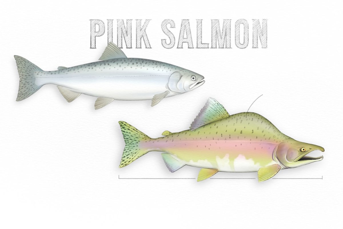 Pink Salmon Thrive as Oceans Warm in Pacific Northwest - Image 4