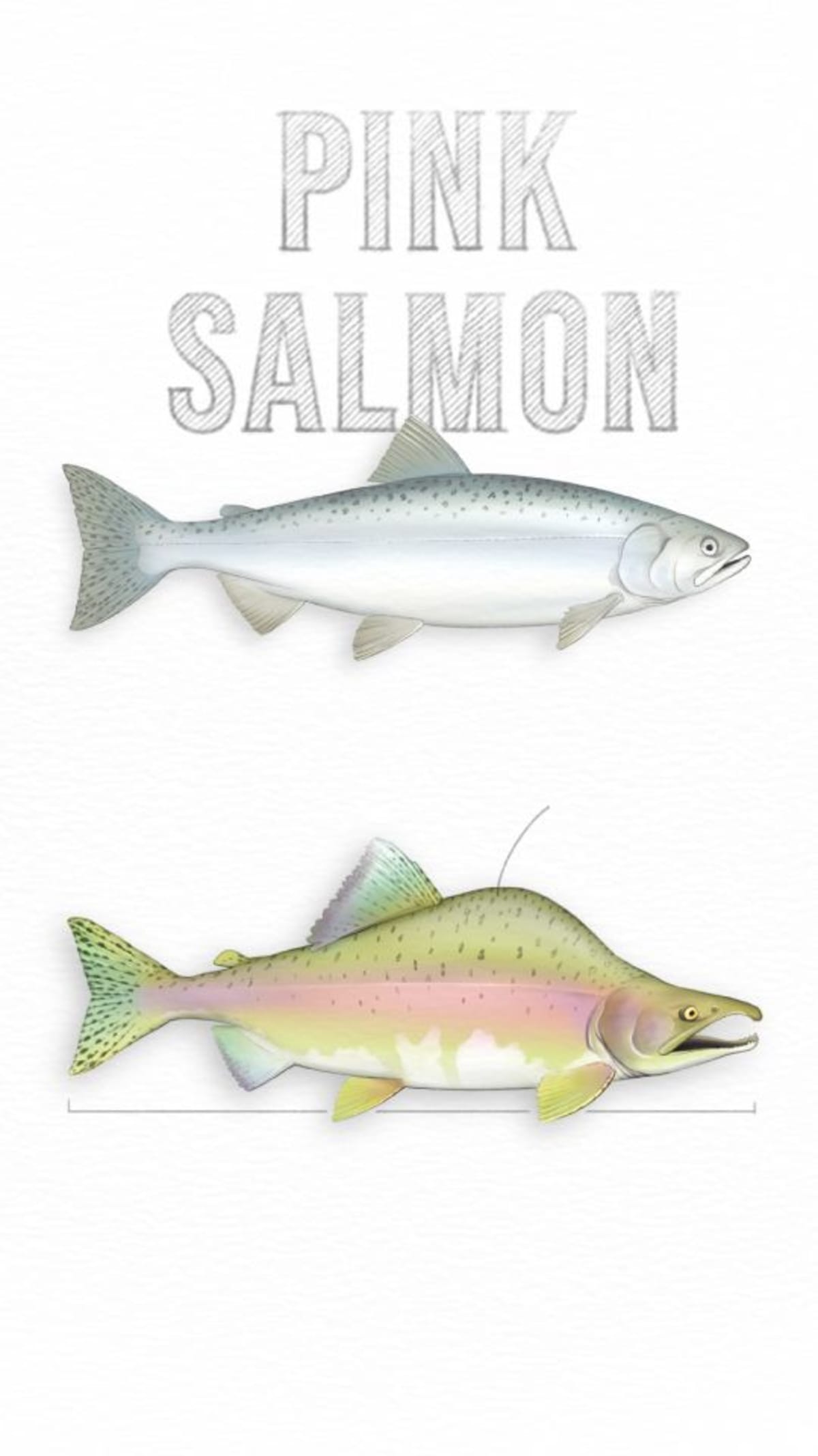 Pink Salmon Thrive as Oceans Warm in Pacific Northwest - Image 5