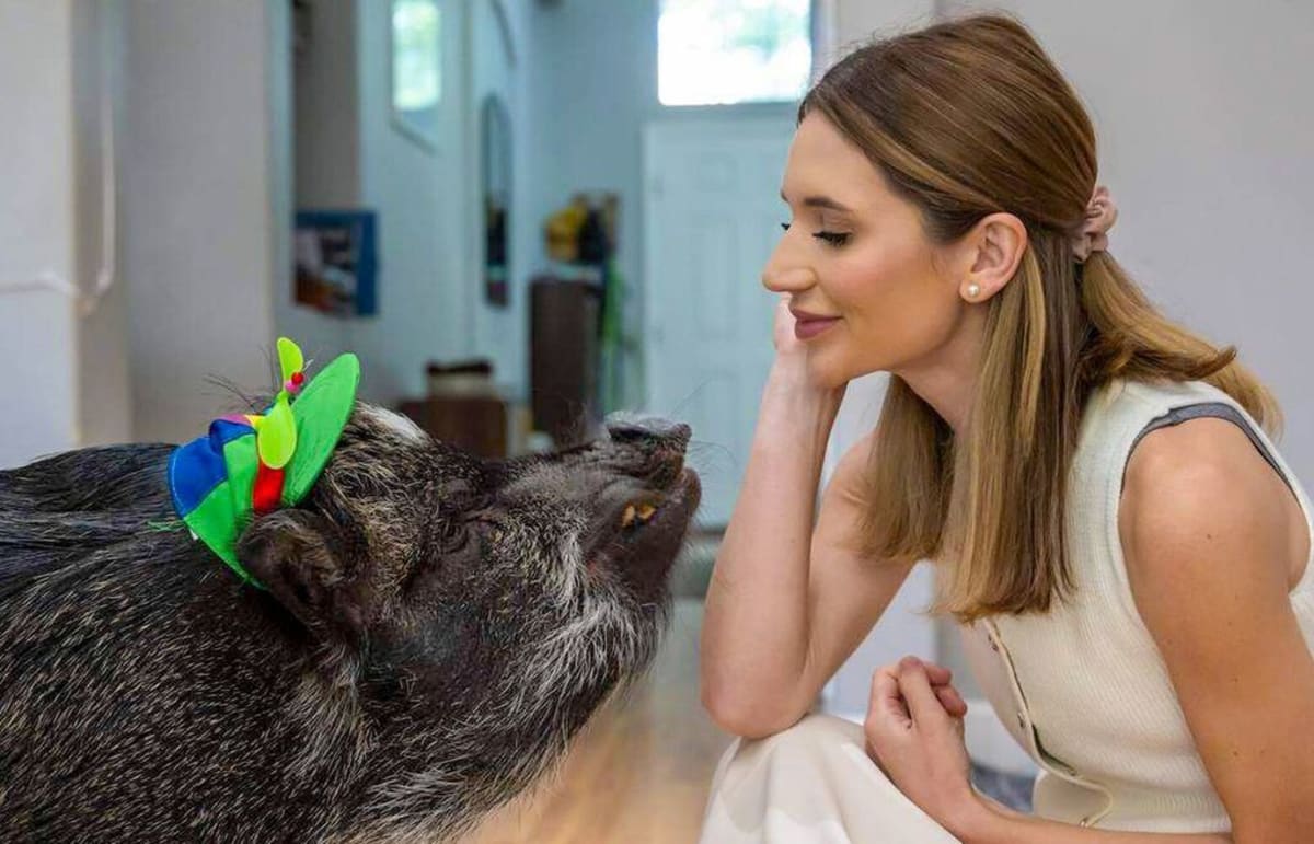 Sacramento Pig Hits 1M Followers, Earns World Record - Image 2