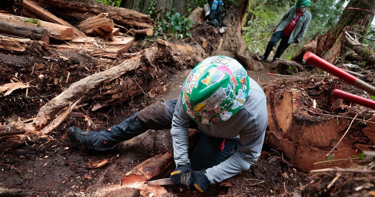 Volunteers in green hard hats working together to build accessible trail through Washington forest