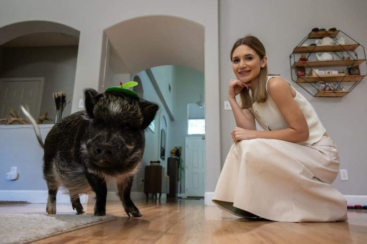 Sacramento Pig Hits 1M Followers, Earns World Record - Image 3