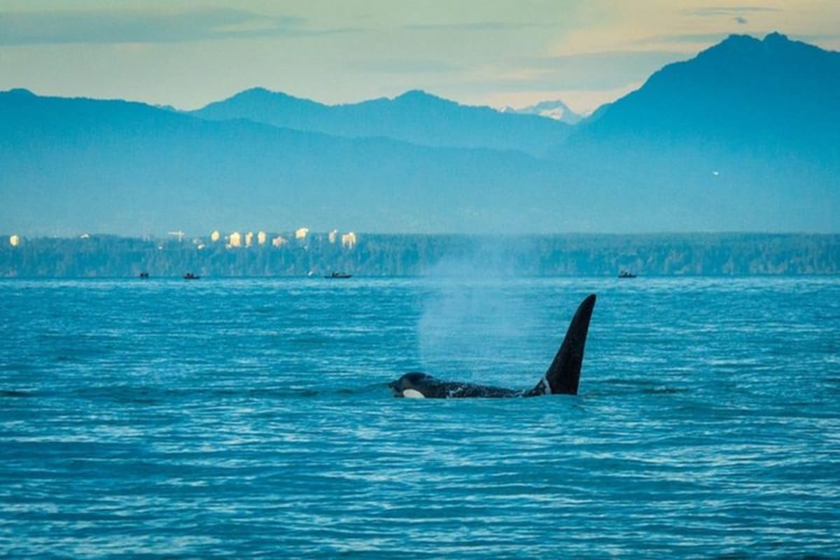 Scientists Defend Orcas as Canada Debates Wildlife Law - Image 3