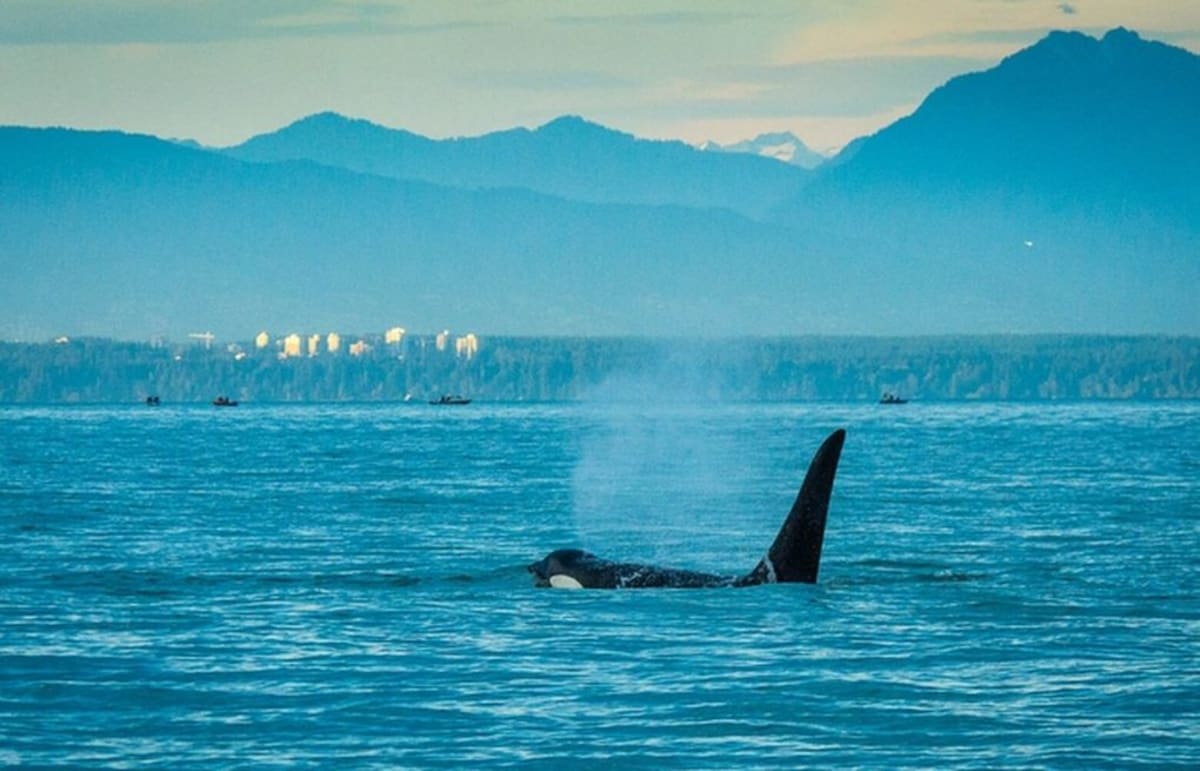 Scientists Defend Orcas as Canada Debates Wildlife Law - Image 2