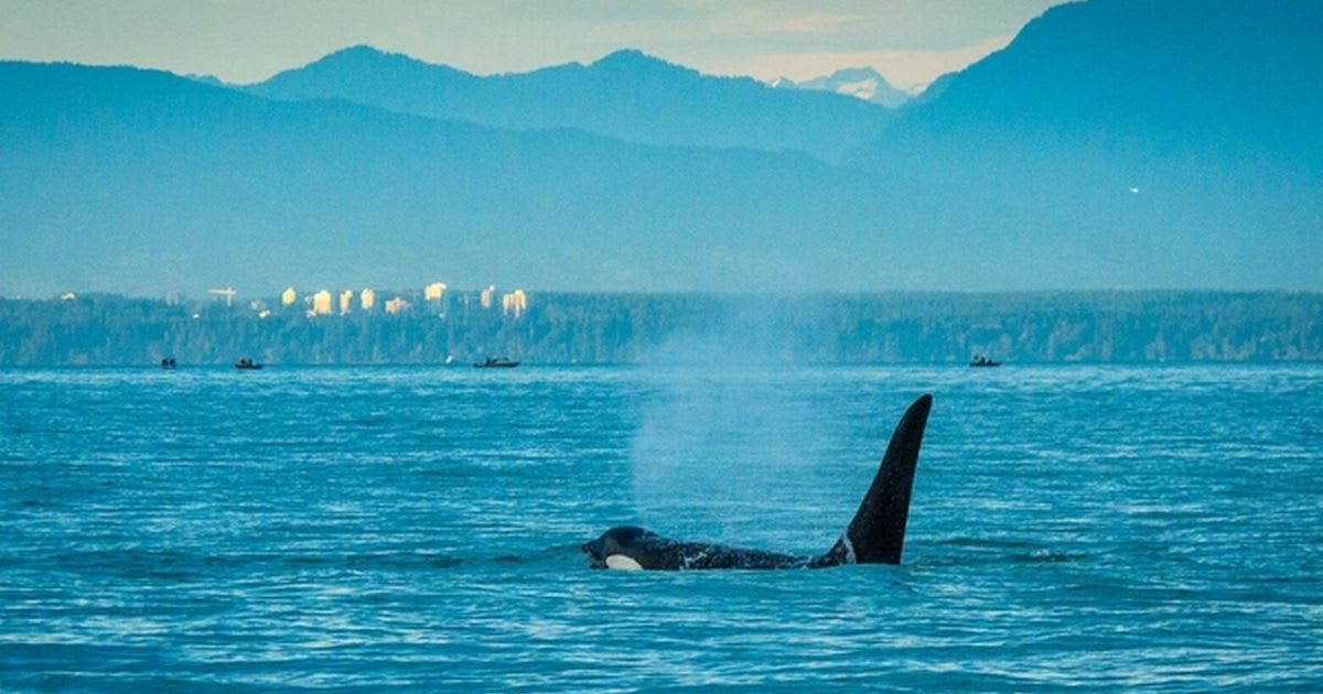 Scientists Defend Orcas as Canada Debates Wildlife Law