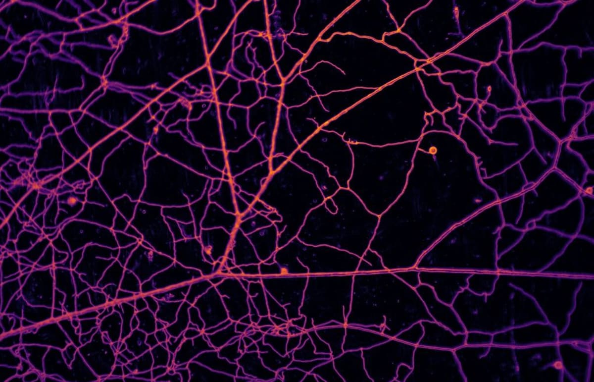 Underground Fungi Store Carbon Equal to 5 Billion People - Image 2