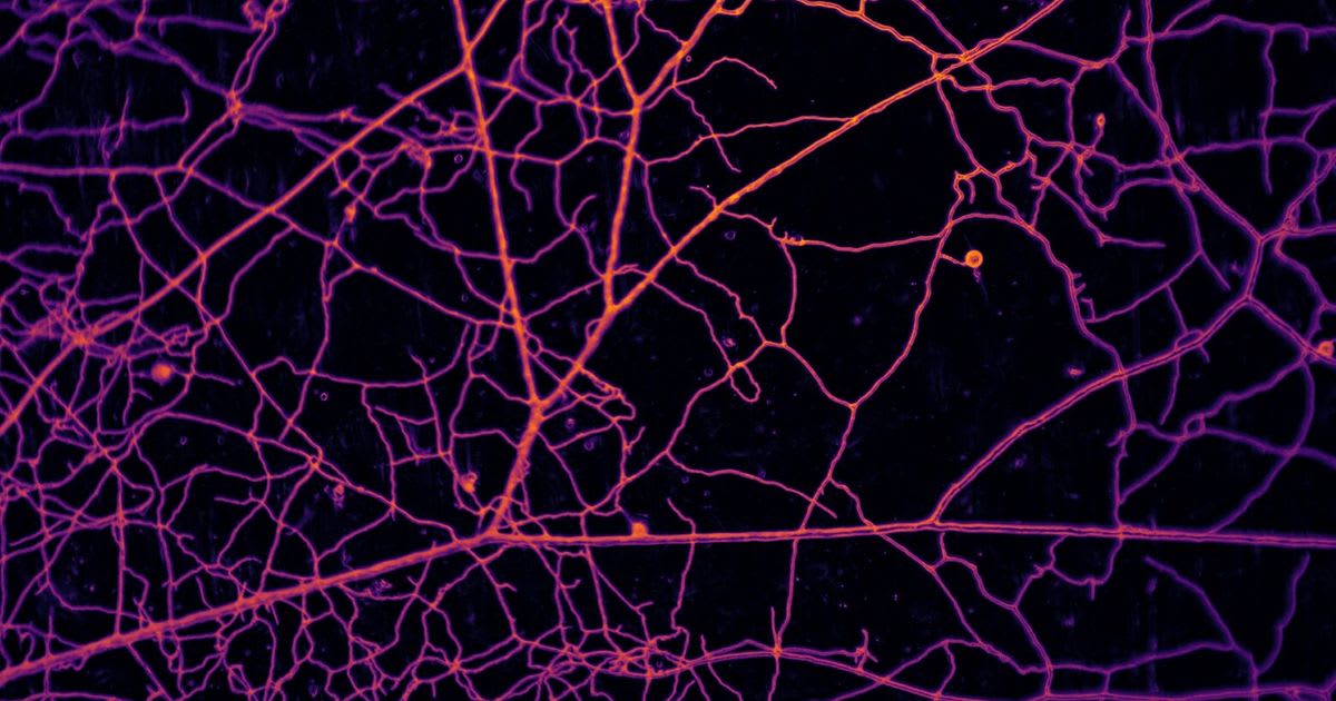 Underground Fungi Store Carbon Equal to 5 Billion People