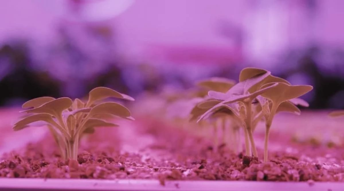 M&S Launches Robot-Farmed Salads That Use 96% Less Water - Image 2