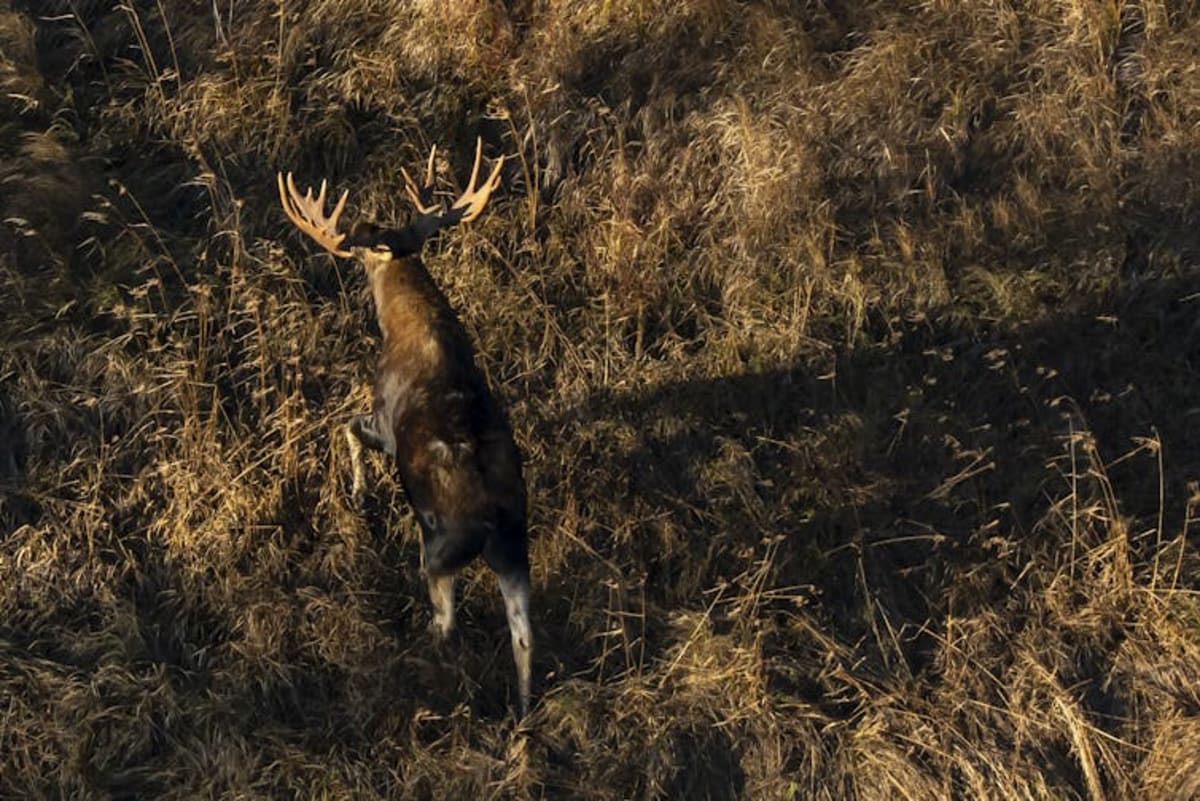 Indigenous Nation and Scientists Track Wildlife Using Snow DNA - Image 3