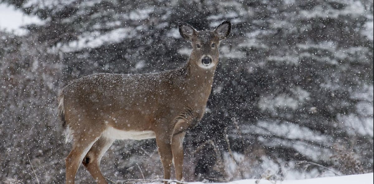 Moose walking through snowy boreal forest in Quebec, Canada