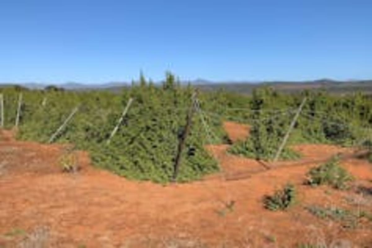 South African Carbon Projects Create 27,600 Green Jobs - Image 4