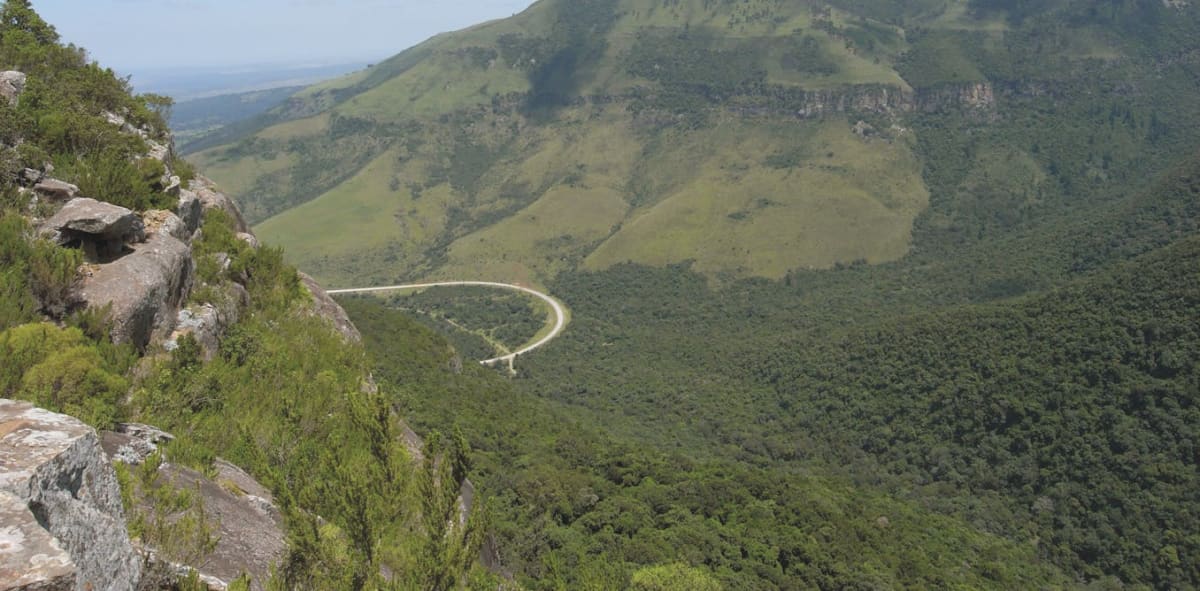 Green spekboom plants growing in restored thicket landscape in South Africa's Eastern Cape province