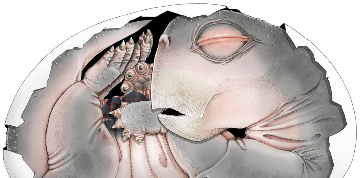 Artist rendering of pig-sized Lystrosaurus embryo curled inside ancient leathery egg