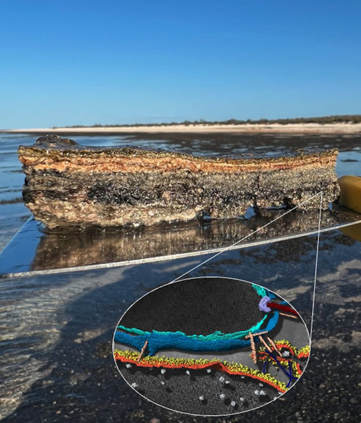 Scientists witness 'first contact' forming complex life - Image 3