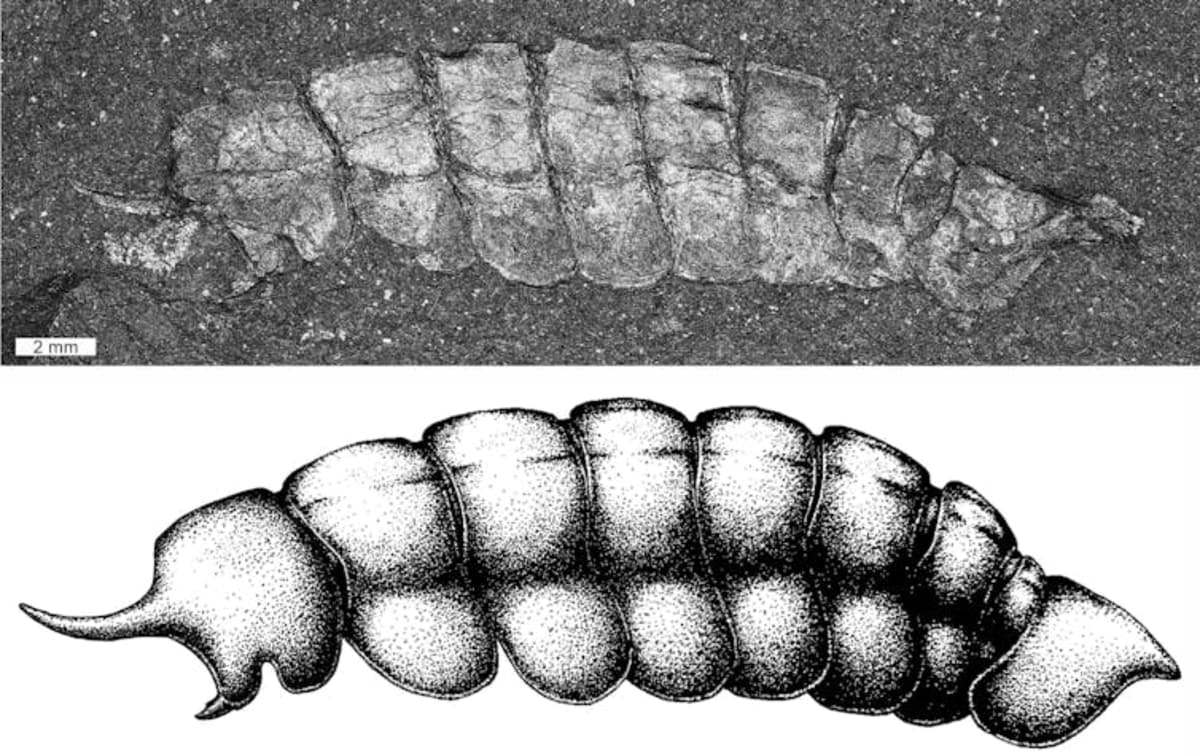 500-Million-Year-Old Fossil Fills Gap in Life's Story - Image 2
