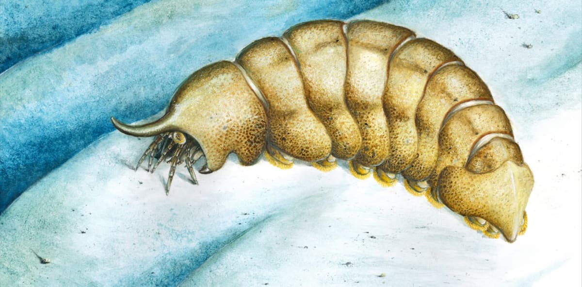 500-Million-Year-Old Fossil Fills Gap in Life's Story
